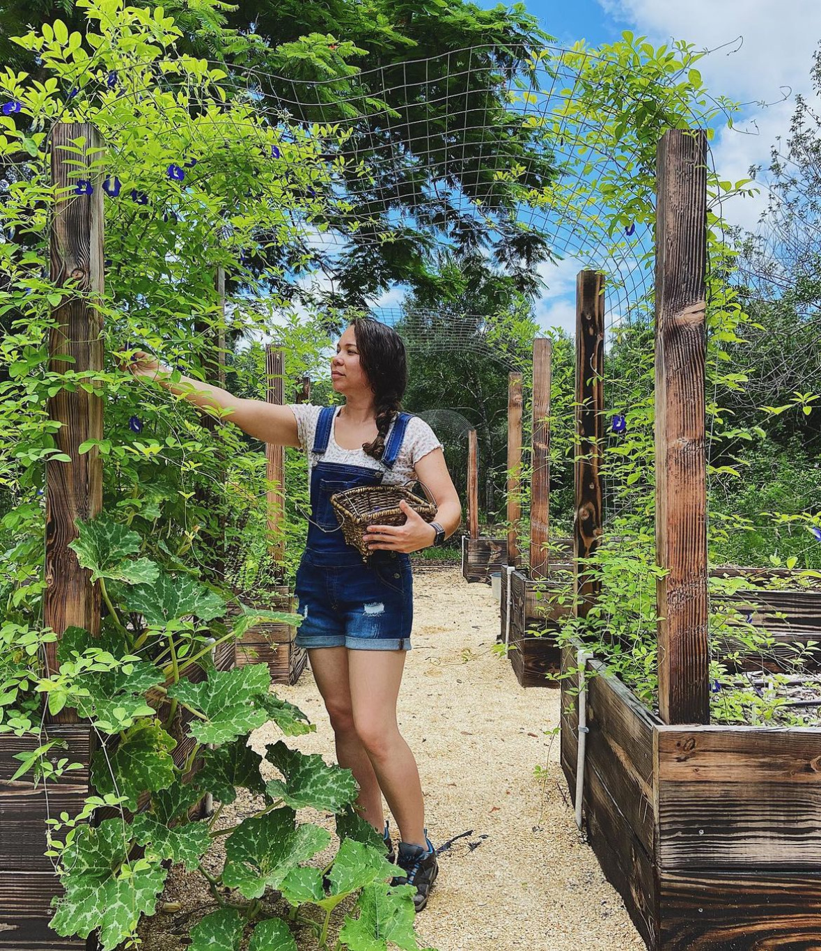 Person tending a raised-bed edible garden with climbing vines and wooden posts