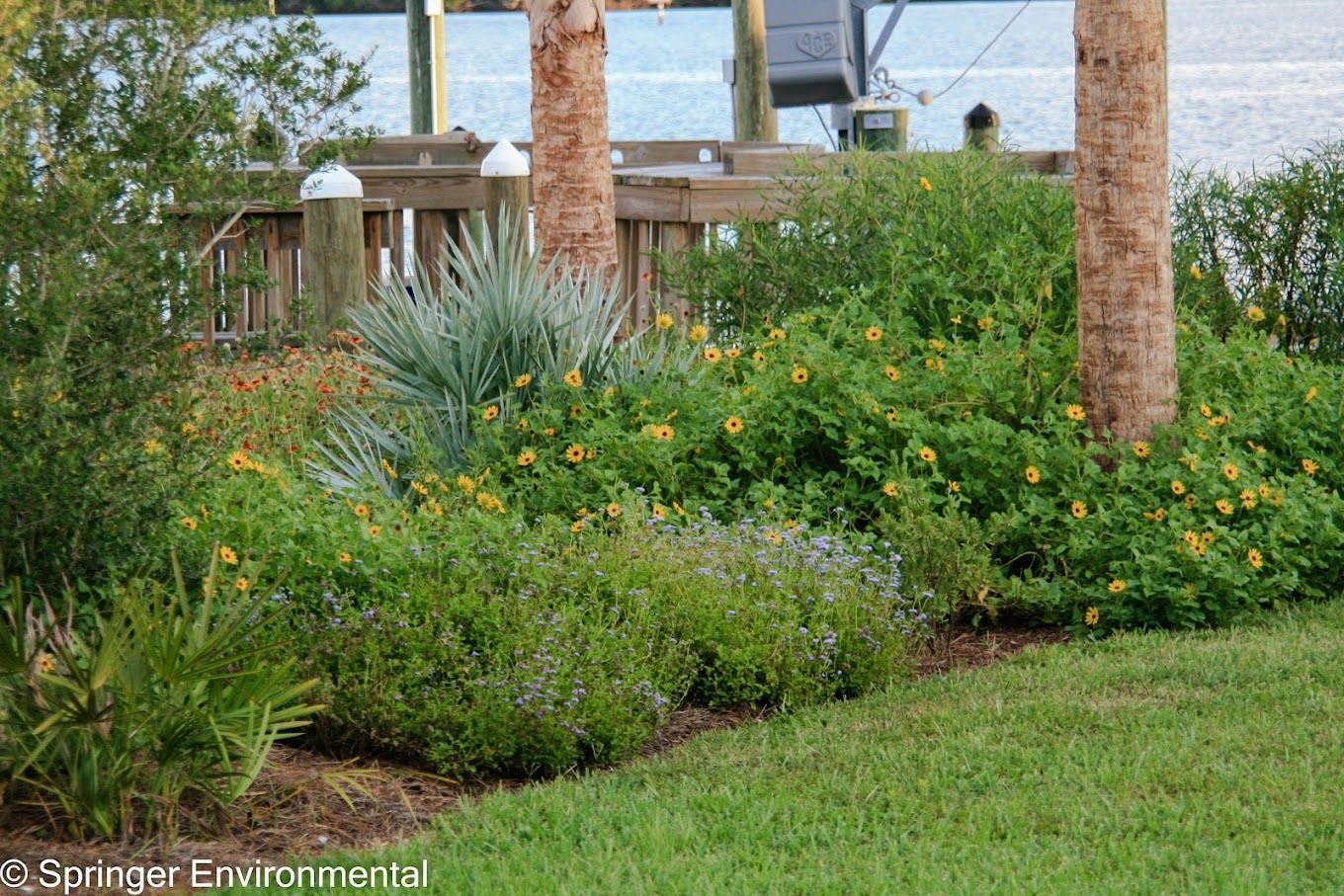 Florida native wildflower planting designed by Wildscape Designs